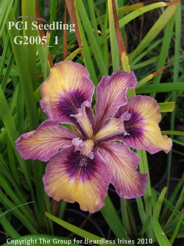 PCI Seedling G2005_1 (2)